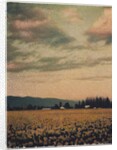 Skagit Daffodils #2 by Jennifer Kennard