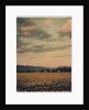 Skagit Daffodils #2 by Jennifer Kennard