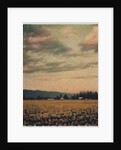 Skagit Daffodils #2 by Jennifer Kennard