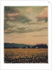 Skagit Daffodils #2 by Jennifer Kennard