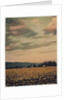 Skagit Daffodils #2 by Jennifer Kennard