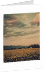 Skagit Daffodils #2 by Jennifer Kennard