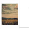 Skagit Daffodils #2 by Jennifer Kennard
