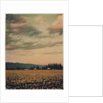 Skagit Daffodils #2 by Jennifer Kennard