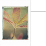 Deciduous Azalea by Jennifer Kennard