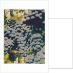 Merlot #2 by Jennifer Kennard