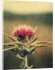 Thistle by Jennifer Kennard