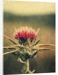 Thistle by Jennifer Kennard