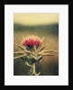 Thistle by Jennifer Kennard
