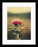 Thistle by Jennifer Kennard