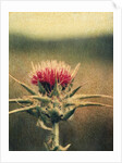 Thistle by Jennifer Kennard