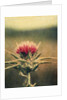 Thistle by Jennifer Kennard