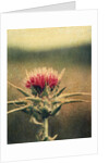 Thistle by Jennifer Kennard