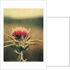 Thistle by Jennifer Kennard