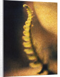 New Fern by Jennifer Kennard