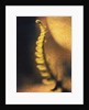 New Fern by Jennifer Kennard