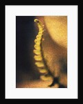 New Fern by Jennifer Kennard