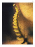 New Fern by Jennifer Kennard