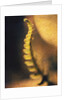 New Fern by Jennifer Kennard