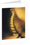 New Fern by Jennifer Kennard