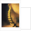 New Fern by Jennifer Kennard