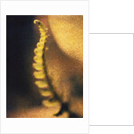 New Fern by Jennifer Kennard