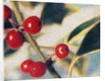 Holly with Berries by Jennifer Kennard