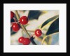 Holly with Berries by Jennifer Kennard