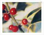 Holly with Berries by Jennifer Kennard