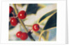 Holly with Berries by Jennifer Kennard