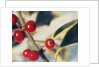 Holly with Berries by Jennifer Kennard