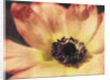 Anemone by Jennifer Kennard