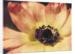 Anemone by Jennifer Kennard