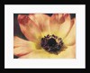 Anemone by Jennifer Kennard