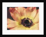 Anemone by Jennifer Kennard