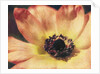 Anemone by Jennifer Kennard