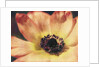 Anemone by Jennifer Kennard