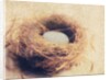 Bird's Nest by Jennifer Kennard
