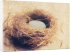 Bird's Nest by Jennifer Kennard