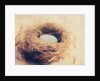 Bird's Nest by Jennifer Kennard