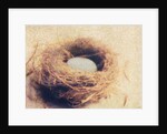Bird's Nest by Jennifer Kennard