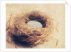 Bird's Nest by Jennifer Kennard