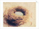 Bird's Nest by Jennifer Kennard