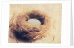 Bird's Nest by Jennifer Kennard