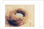 Bird's Nest by Jennifer Kennard