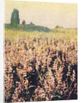 Wild Lupines by Jennifer Kennard