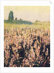 Wild Lupines by Jennifer Kennard