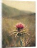 Thistle #2 by Jennifer Kennard