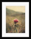 Thistle #2 by Jennifer Kennard