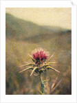 Thistle #2 by Jennifer Kennard